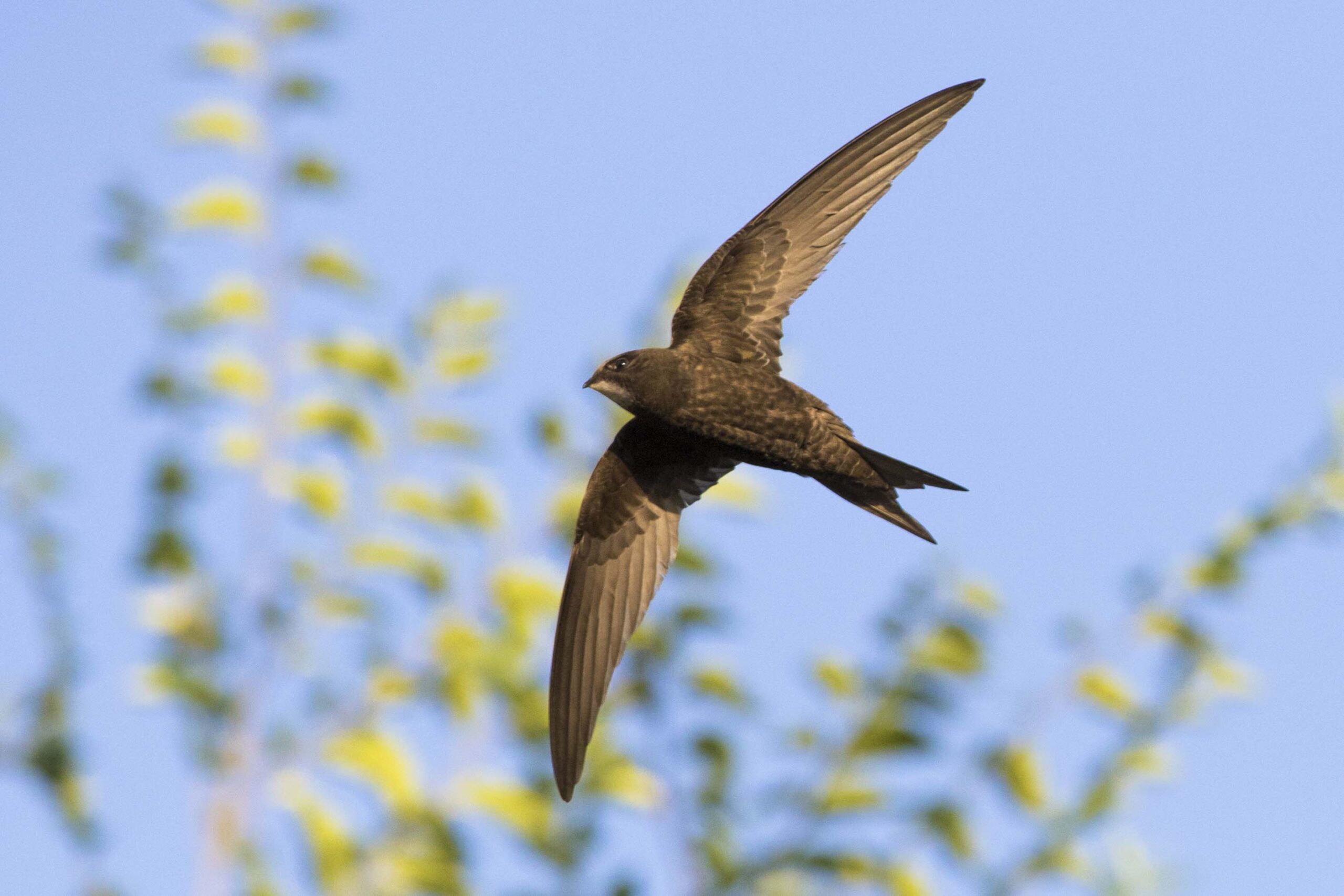 Small Brown Bird Flying Through The Air