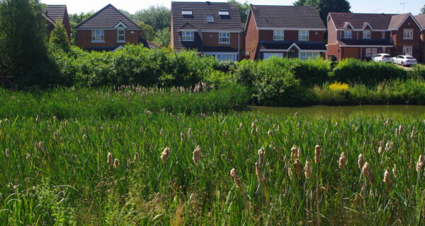 Sustainable Urban Drainage Systems (SuDS)